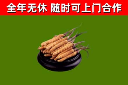稻城县回收冬虫夏草