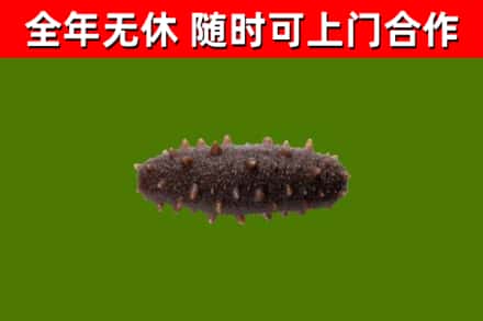 稻城县回收海参干